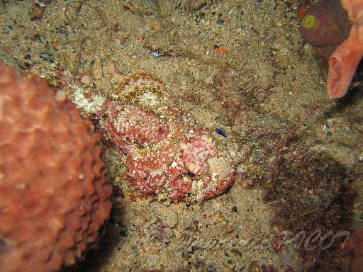 poisson scorpion 2.JPG
